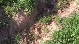 Using cattle to heal erosion