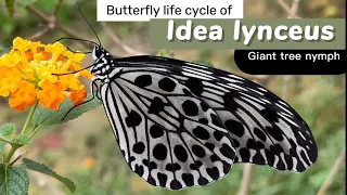 Butterfly life cycle of Idea lynceus (Tree nymph) #butterfly #lifecycle #lifecycleofbutterfly #蝴蝶生态