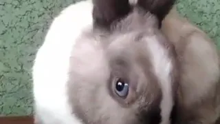 Кролик смешно кушает яблоко