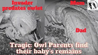 When Nature Strikes: Owl Parents Discover Their Baby Was Predated: Viewer Discretion