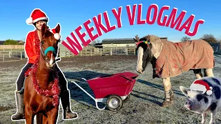 A Week In My Equestrian Life | Vlogmas 2022 | LilPetChannel