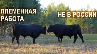 Фермер Александр Москвин. Племенная работа в мясном скотоводстве