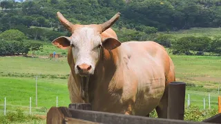 CONHEÇAM OS TOP TOUROS DA CIA GUTT BULLS 2022