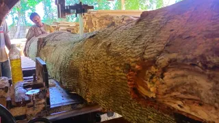 Processing large logs at the sawmill, the operator is smart enough to straighten the logs neatly