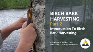 Part 2 - Introduction to birch bark harvesting