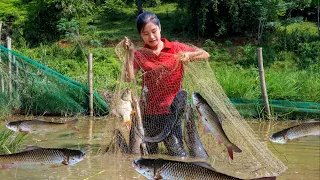 Harvest CATFISH goes to the market sell | Ella Daily Life