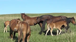 Жеребец Перекат вернулся к своему табуну