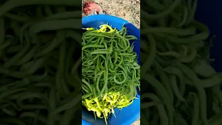 HERŞEY 🍅BAHÇEDEN🌶 ORGANİK🥒 HASAT ZAMANI