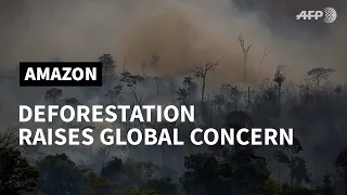 Wildfires ring alarm bells over deforestation in the Amazon | AFP