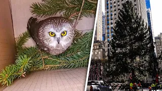Stowaway Owl in Rockefeller Center Tree Released in Forest