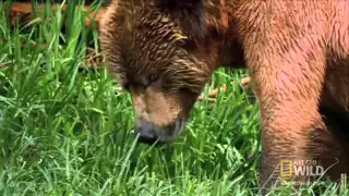 World's Deadliest  - Grizzly Bear Attacks Prey (POPNEWS INFO)