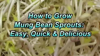 How to Sprout Mung Beans (Bean Sprouts): Easy and Delicious