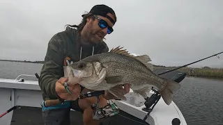 SUPER SHALLOW Estuary Perch in East Gippy