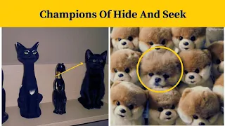 Hilarious Animals who Are Absolute Champions Of Hide And Seek.