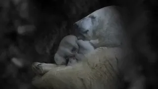 Polar Bear Moms and Cubs: In the Den
