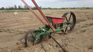 Сіємо кормові буряки. Sow fodder beets.