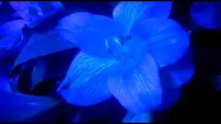 DIY Avatar Glowing Flowers fake bioluminescent plants