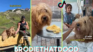 Brodie That Dood Funny Dog Tik toks 2023 - Best @BrodieThatDood  Tik tok Videos