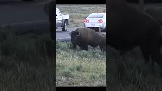 Why You Leave Bison Alone at Yellowstone #Shorts