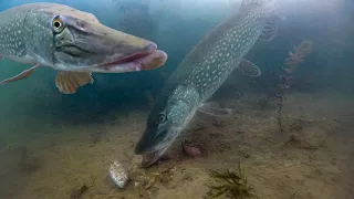 Best pike underwater fishing compilation 2023 (high quality)