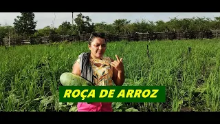 ROÇA DE ARROZ DA TIA TOINHA ESTÁ LINDA