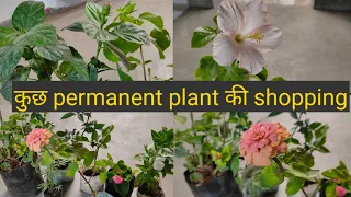 My permanent flowering plants shopping