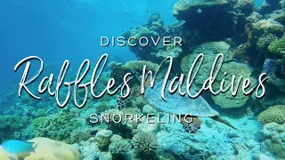 SNORKELING AT RAFFLES MALDIVES 🐠🦈 Our Favorite House Reef for Snorkeling in 2023 (4K UHD)