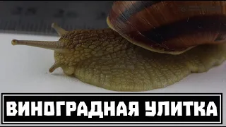 Виноградная улитка (улитки рода Helix) как домашний питомец // Clever Cricket