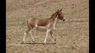 Kiang/Tibetan  wild ass (Equus kiang): Characteristics, Habitat, Diet, Behaviour and Status