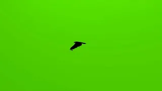 Green Screen Flying Crow | Free of use