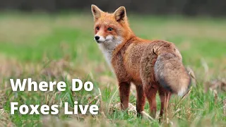 10 Places Where Foxes Live