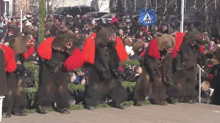 COMĂNEȘTI | URSUL LUI GAVRILĂ - ASĂU