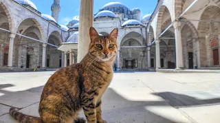 The cats running wild in the mosque are so cute