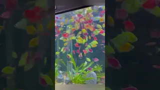 Buying 250 glow-fish for the aquarium