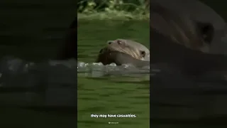 Giant Otters Take On a Caiman #Shorts