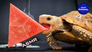 ASMR EATING PLAY BUTTON MUKBANG ▶️ Turtle Tortoise 86