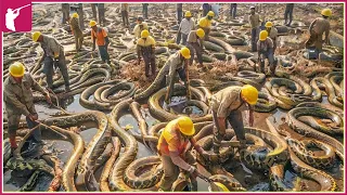 🐍 How Australian Farmers and Ranchers Deal with Millions of Snakes | Invasive Species