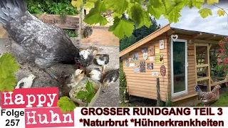 Hühner-Tunnel, Hühner-Krankheiten, Schlachten, Naturbrut, Exchequer - Rundgang Teil3 HAPPY HUHN E257