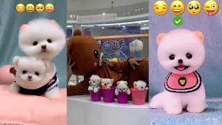 Tik Tok Chó Phốc Sóc Mini 😍 Funny and Cute Pomeranian #209