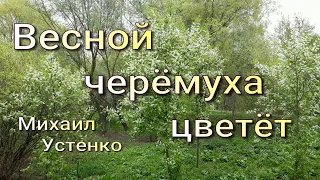 "Весной черёмуха цветёт" - Михаил Устенко