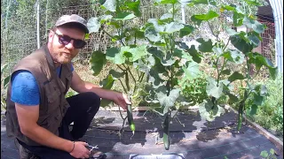 Pruning and Tying up Cucumbers for Maximum and Long-Lasting Yield!