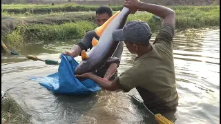 Pangasius Fish || Catching Pangasius Big Fish || Fish Farming at Home - Part 2