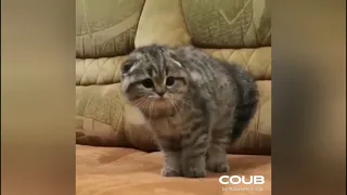 BEST CAT CUBE COMPILATION #1