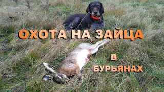 ОХОТА НА ЗАЙЦА В БУРЬЯНАХ...!