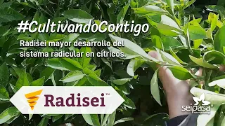 Bioestimulación radicular en cítricos | Radisei