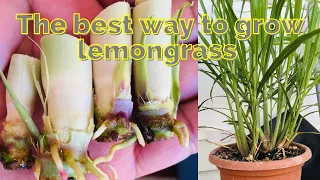 How to grow Lemongrass | growing lemongrass plants at home.