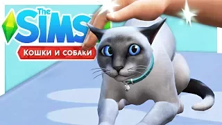 ВРЕМЯ СТЕРИЛИЗАЦИИ 🔪The Sims 4: Кошки и собаки #6