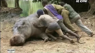 Hunting the hippopotamus. Part 2. Hunting Hippo in Tanzania