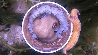 Timelapse North Pacific Starfish V octopus.Octopus defends eggs.