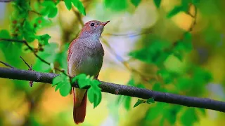 amazing one #birds #california #mountains